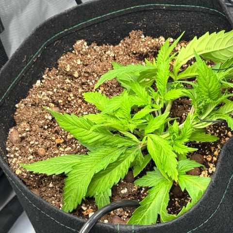 1st Grow growlog photo: Training 