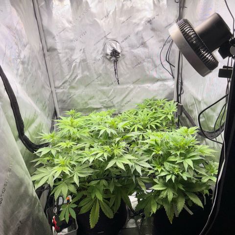1st Grow growlog photo: Growth check