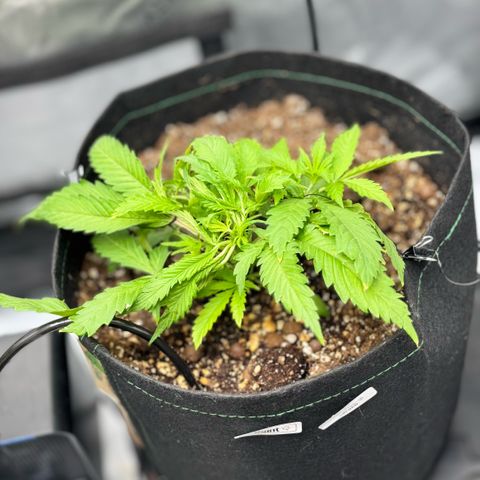 1st Grow growlog photo: Training 