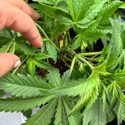 1st Grow growlog photo: LST