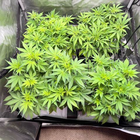 1st Grow growlog photo: Measurement / Growth Check