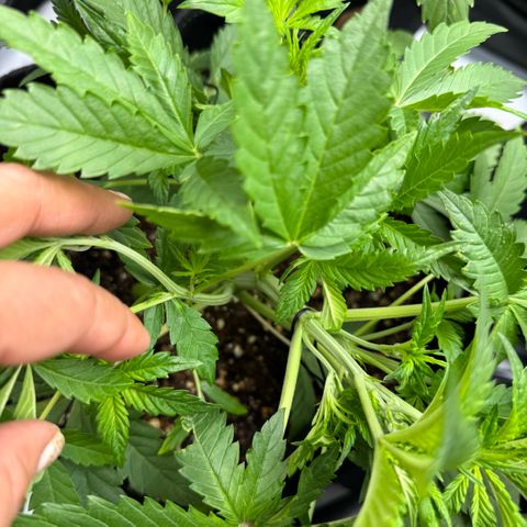 1st Grow growlog photo: LST