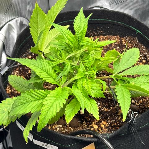 1st Grow growlog photo: Training 