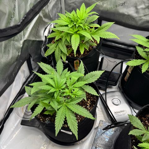 1st Grow growlog photo: More LST