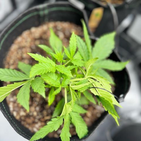 1st Grow growlog photo: Training 