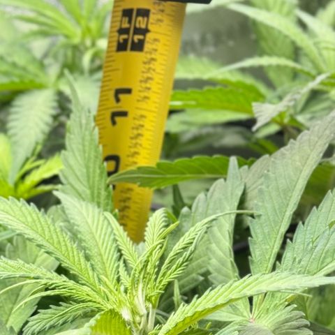 1st Grow growlog photo: Measurement / Growth Check