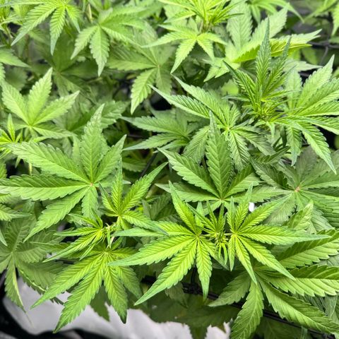 1st Grow growlog photo: Growth Check