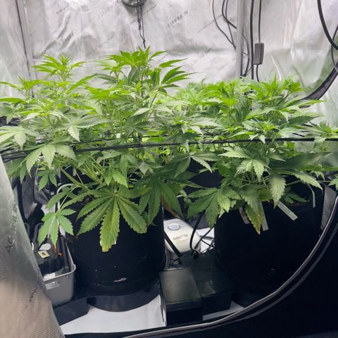 1st Grow growlog photo: Measurement / Growth Check
