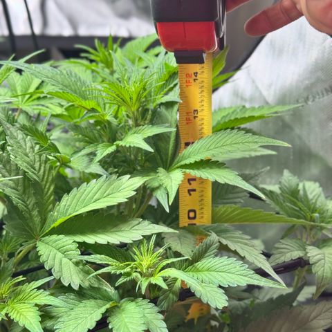 1st Grow growlog photo: Measurement / Growth Check