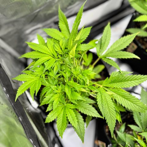 1st Grow growlog photo: LST