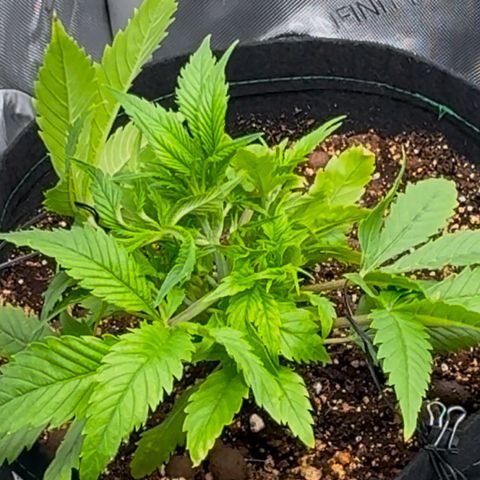 1st Grow growlog photo: More LST