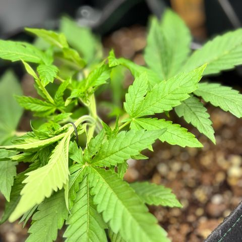 1st Grow growlog photo: Training 