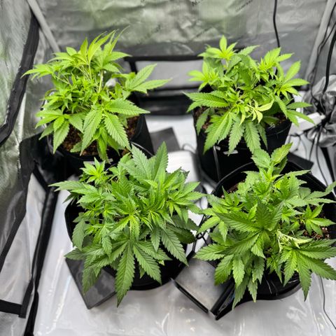 1st Grow growlog photo: LST