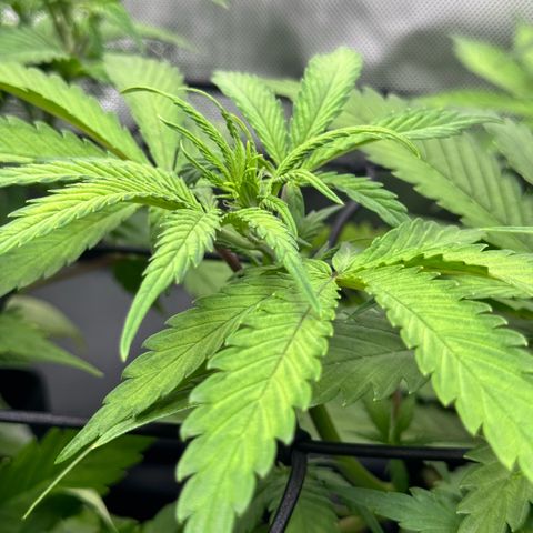 1st Grow growlog photo: Growth Check