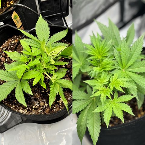 1st Grow growlog photo: Training 