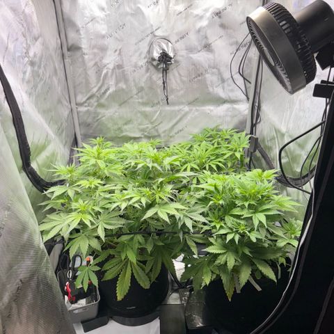1st Grow growlog photo: Growth check