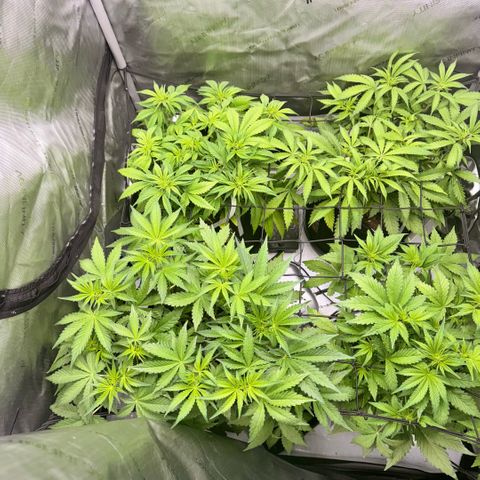 1st Grow growlog photo: Growth Check