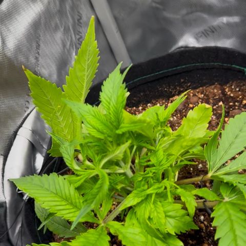1st Grow growlog photo: More LST