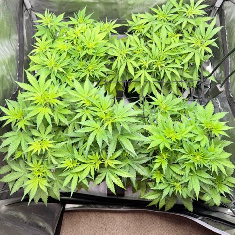 1st Grow growlog photo: Growth check