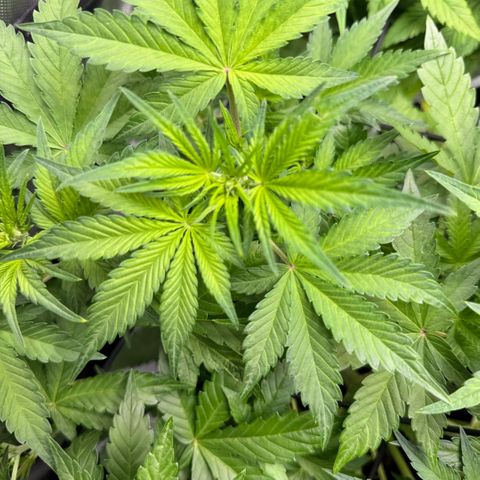 1st Grow growlog photo: Growth Check