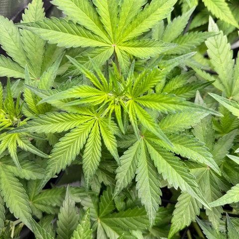 1st Grow growlog photo: Growth Check