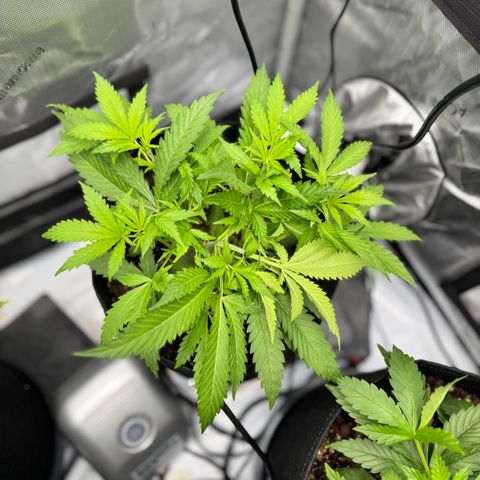 1st Grow growlog photo: LST