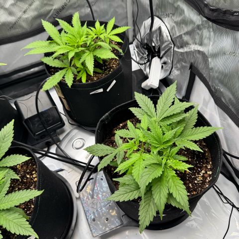 1st Grow growlog photo: More LST