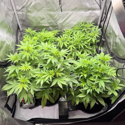 1st Grow growlog photo: Measurement / Growth Check