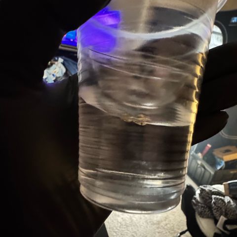 1st Grow growlog timeline photo
