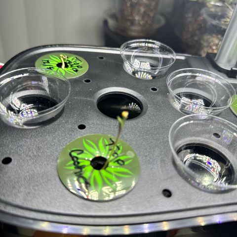 1st Grow growlog timeline photo
