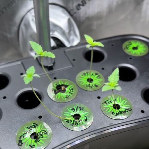 1st Grow growlog photo: Growth Check