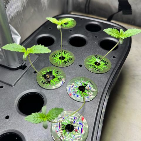 1st Grow growlog photo: Growth Check
