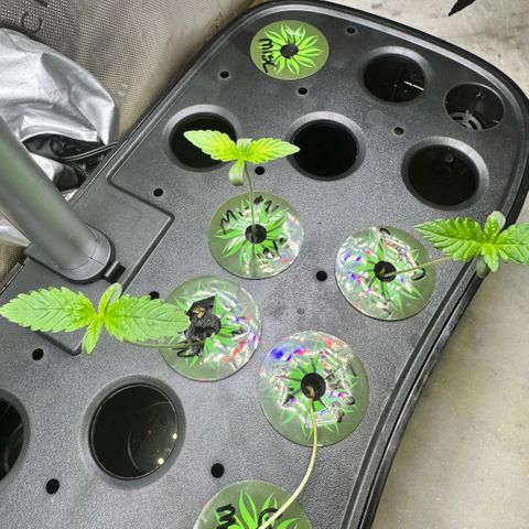 1st Grow growlog photo: Growth Check