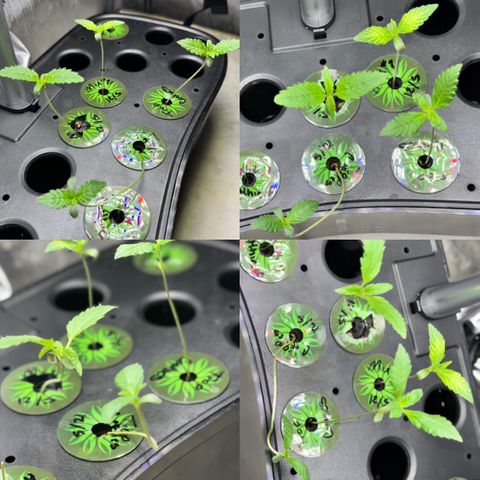 1st Grow growlog photo: Growth Check