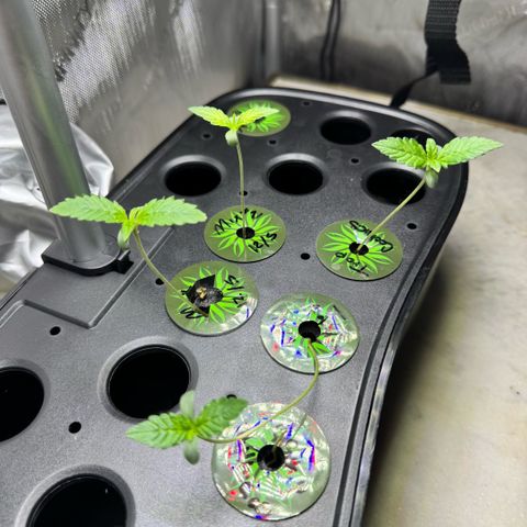 1st Grow growlog photo: Growth Check