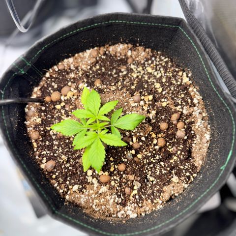 1st Grow growlog photo: Growth check. 