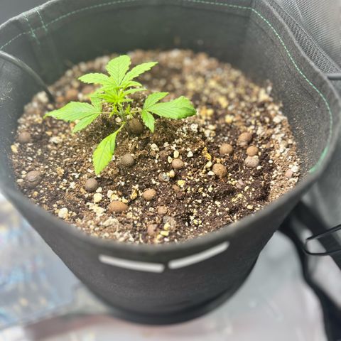 1st Grow growlog photo: Growth check. 