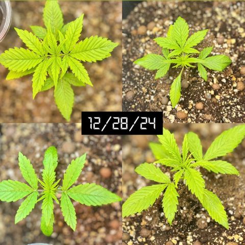 1st Grow growlog photo: Growth check. 