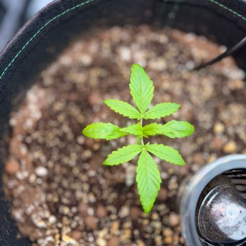 1st Grow growlog photo: Growth check. 