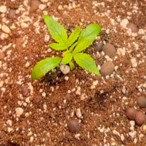 1st Grow growlog photo: Growth check. 