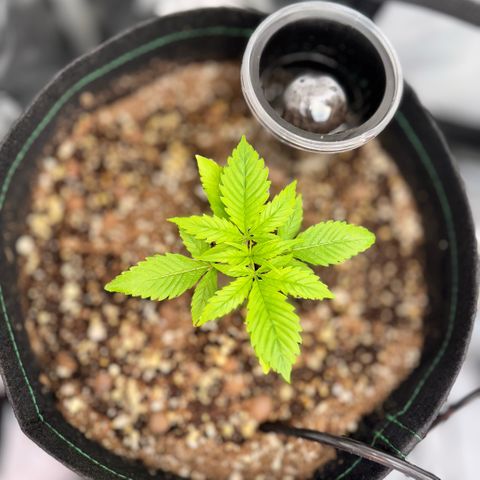 1st Grow growlog photo: Growth check. 