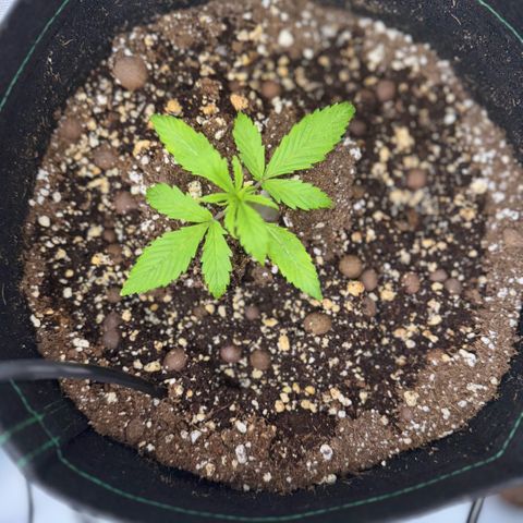 1st Grow growlog photo: Growth check. 