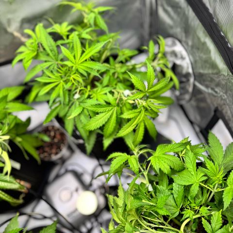 1st Grow growlog photo: Intense LST
