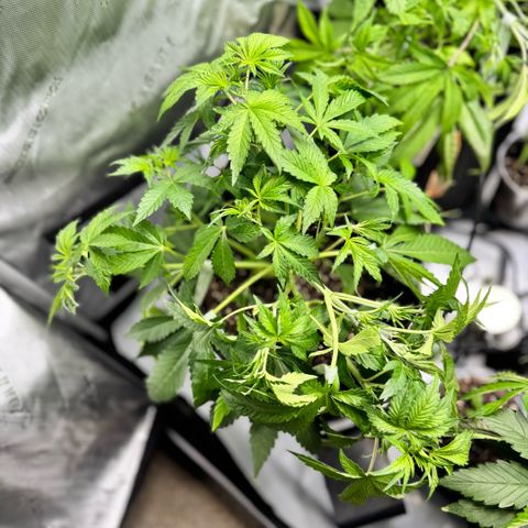 1st Grow growlog photo: Intense LST