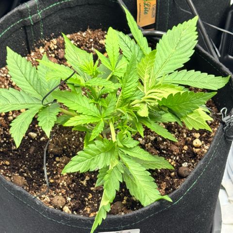1st Grow growlog photo: Increasing Feeds and Nutrients/ stress recovery 