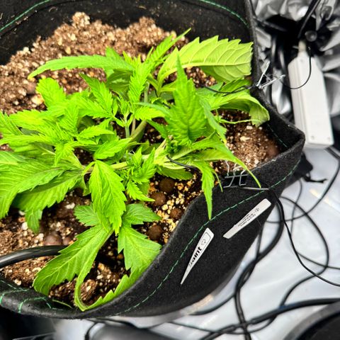 1st Grow growlog photo: Increasing Feeds and Nutrients/ stress recovery 