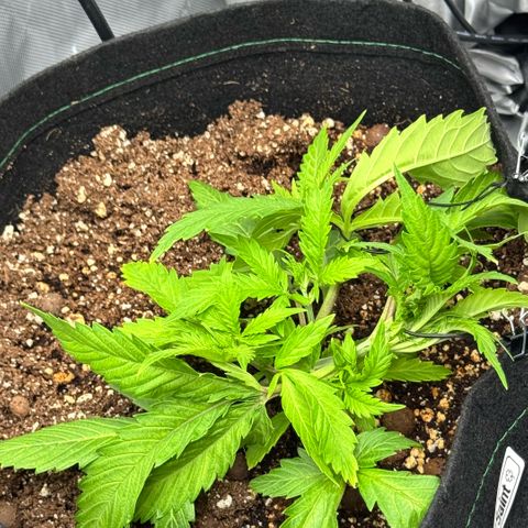 1st Grow growlog photo: Increasing Feeds and Nutrients/ stress recovery 