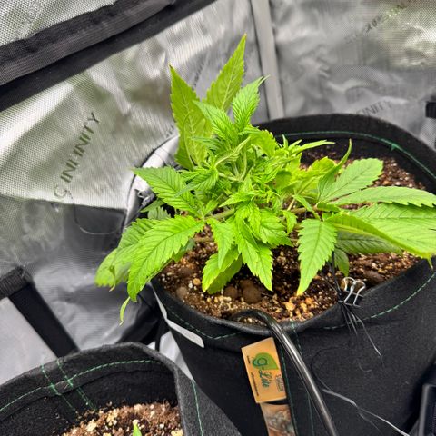 1st Grow growlog photo: Increasing Feeds and Nutrients/ stress recovery 