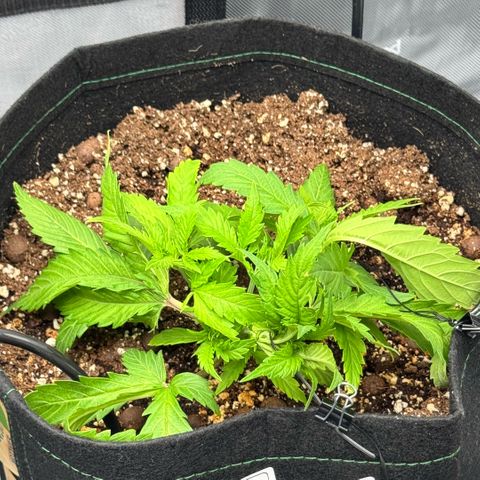 1st Grow growlog photo: Increasing Feeds and Nutrients/ stress recovery 