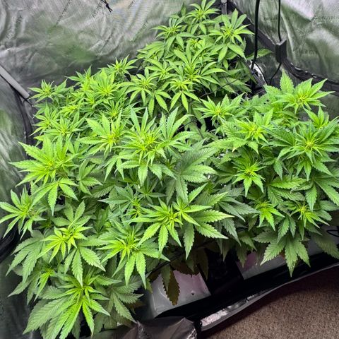 1st Grow growlog photo: Re-measured. Change was drastic. 1.5-2 inches each plant. 